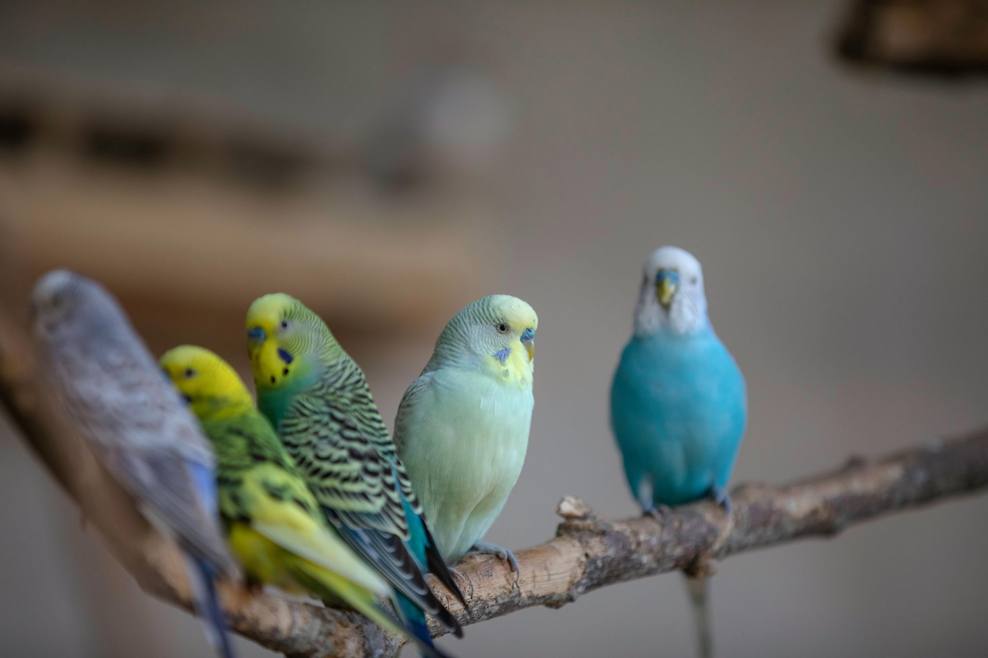 Yellow Parakeets — Natick, MA — Pet World