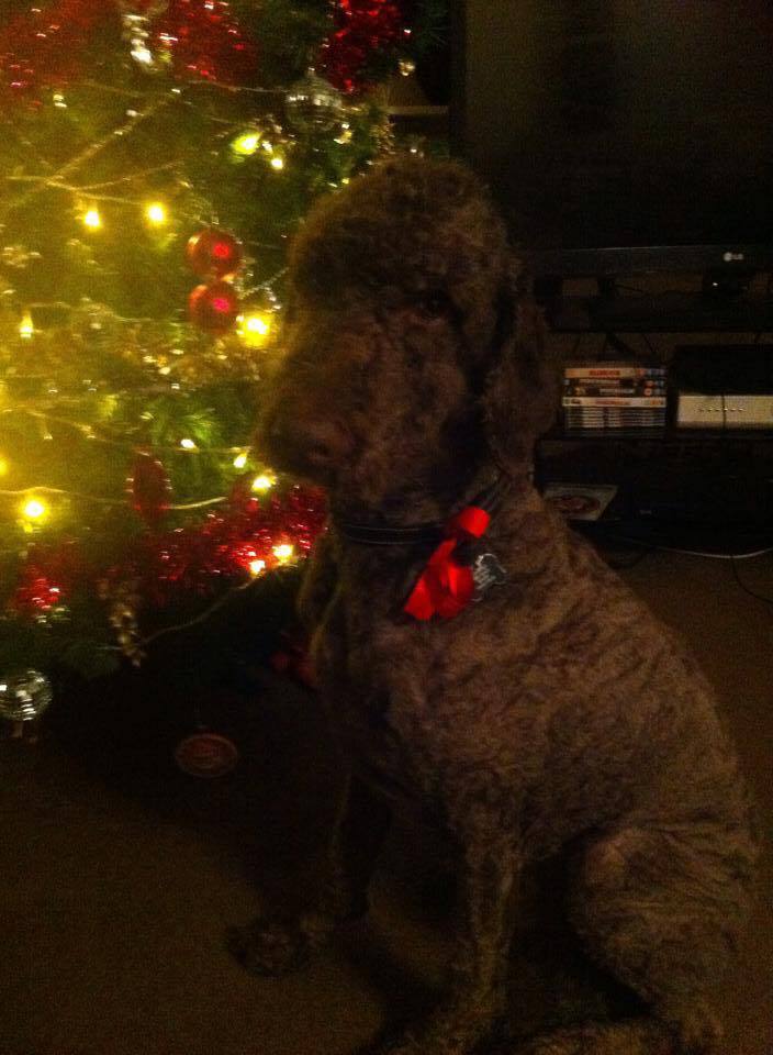groomed dog near a Christmas tree