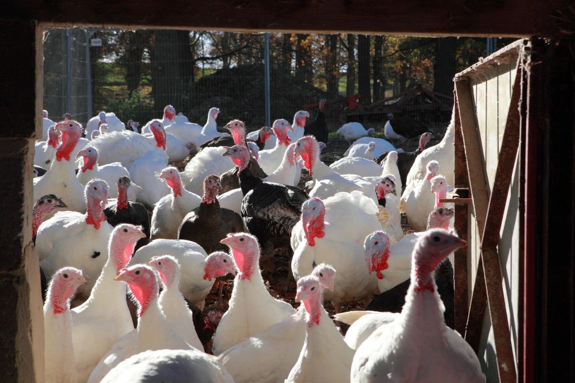Partridge Farm Free Range Turkeys