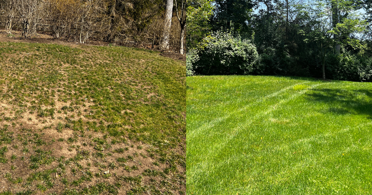 Before & After Soil Conditioning