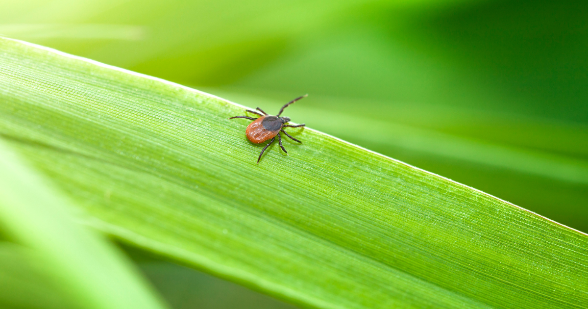 Pest Control Services In Oklahoma City | C-Green Lawns