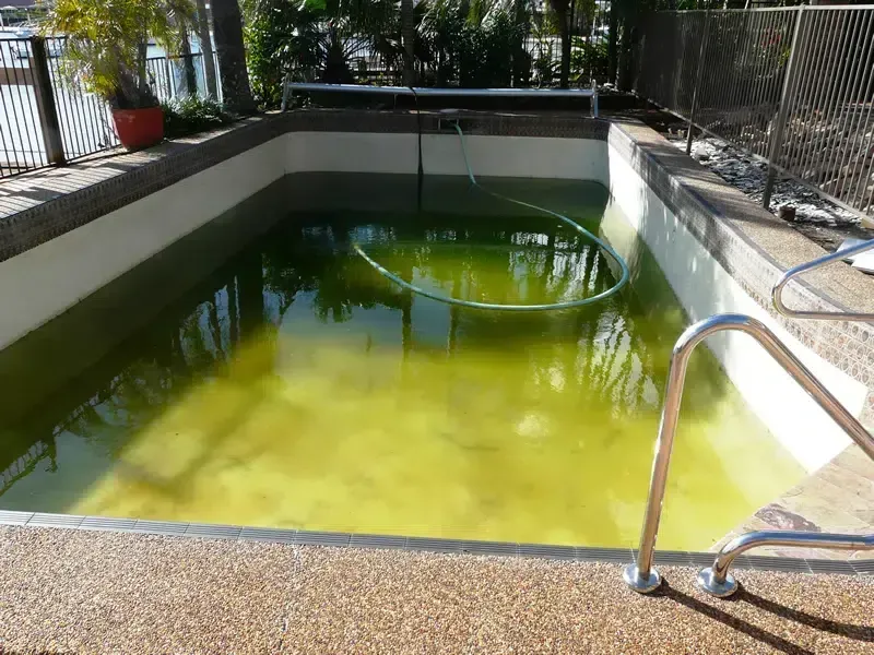Murky Green Swimming Pool With a Metal Ladder and White Concrete Sides — Mad Pool Interiors and Renovations in Baringa, QLD