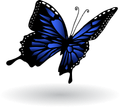 a blue and black butterfly is flying in the air on a white background .