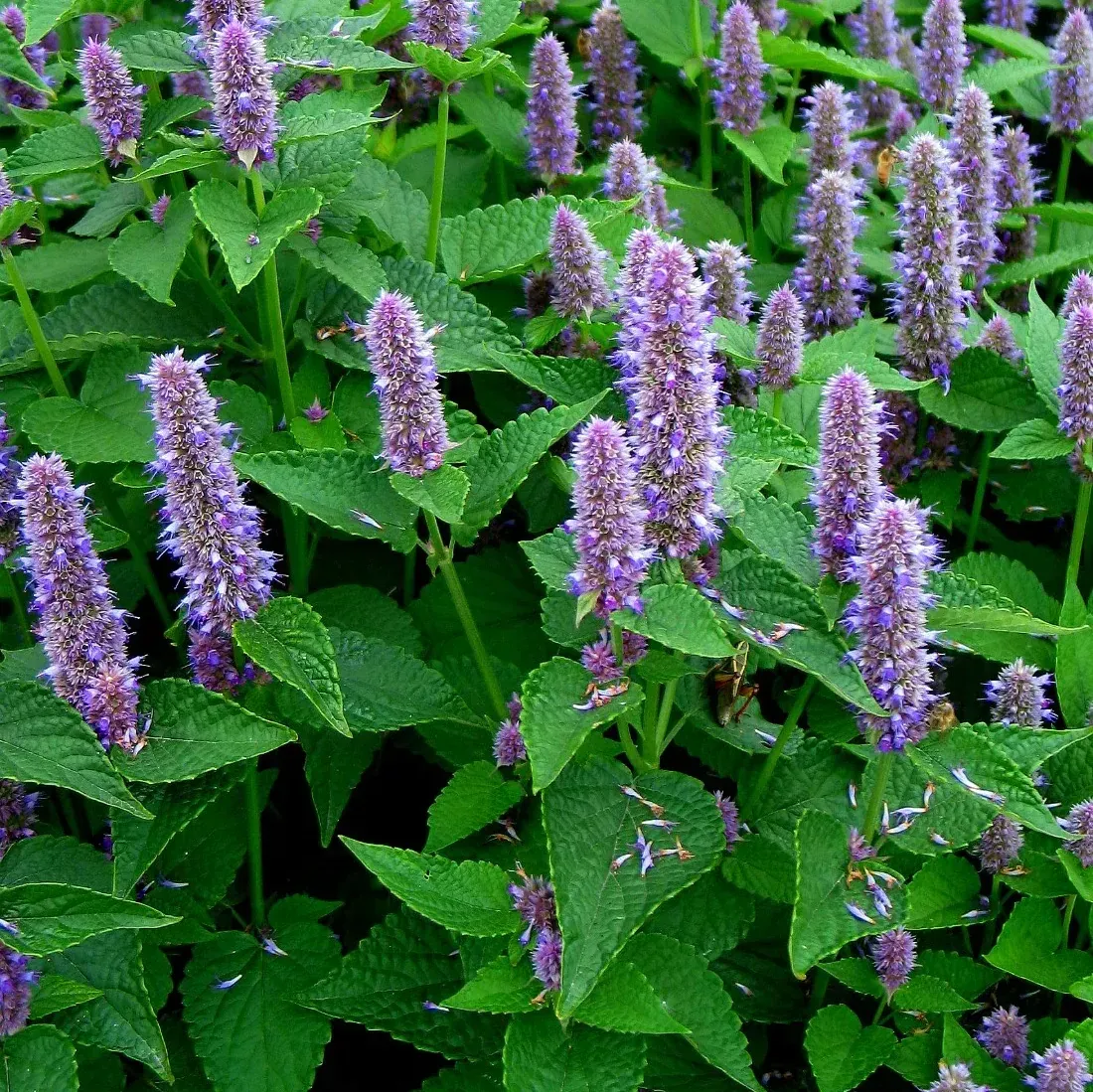 A bush with purple flowers and green leaves