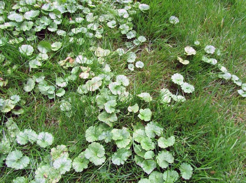Can Fall Aeration Prevent Weeds in Spring?
