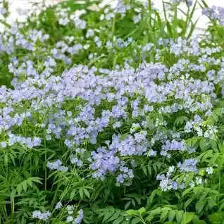 A bunch of blue flowers are growing in the grass.