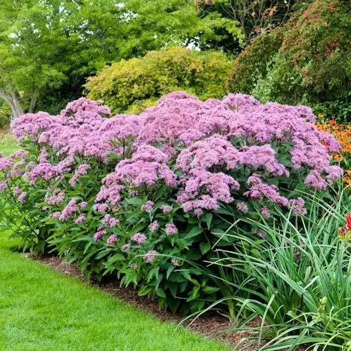 A garden filled with lots of purple flowers and green plants.