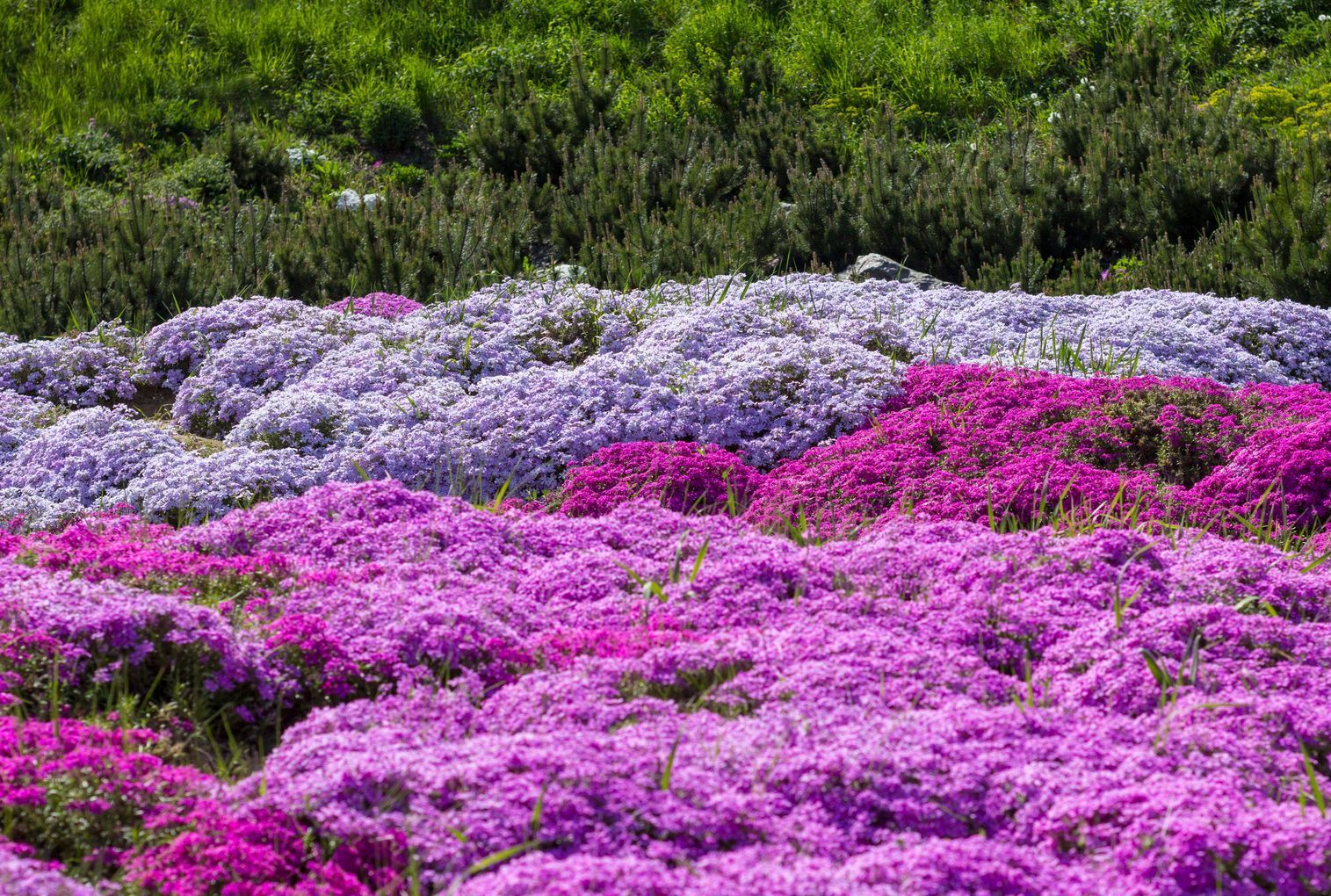 Creeping phlox