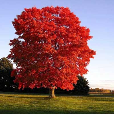 The Best Maple Trees For Your Minnesota Yard