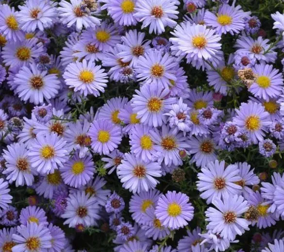 A bunch of purple flowers with yellow centers