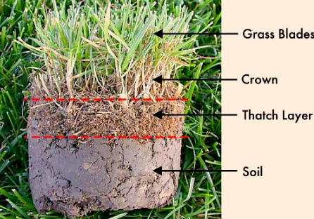 How to Manage Thatch in MN Lawns - Do I Need to Dethatch My Lawn 