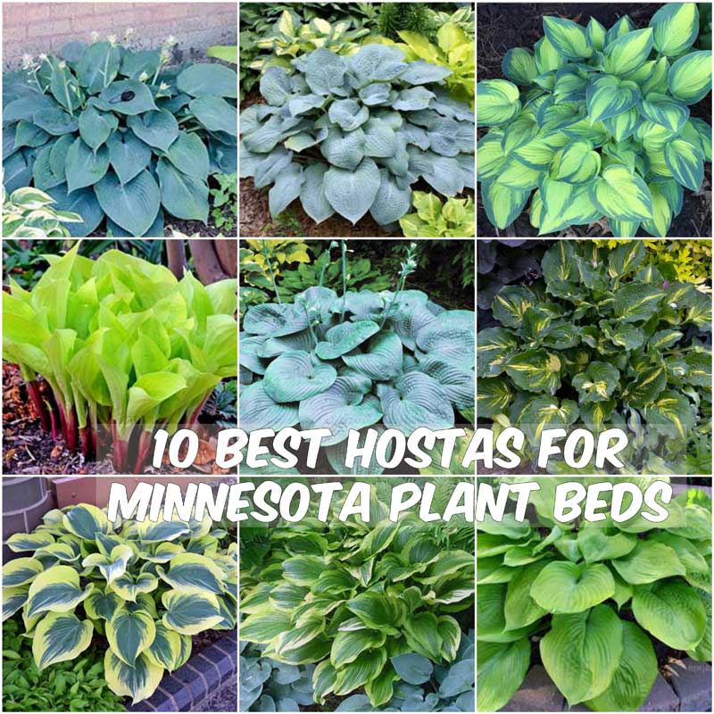 10 Best Hostas for Plant Beds In Minnesota