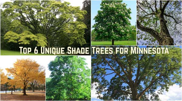 6 Unique, Large Shade Trees for Your Minnesota Yard