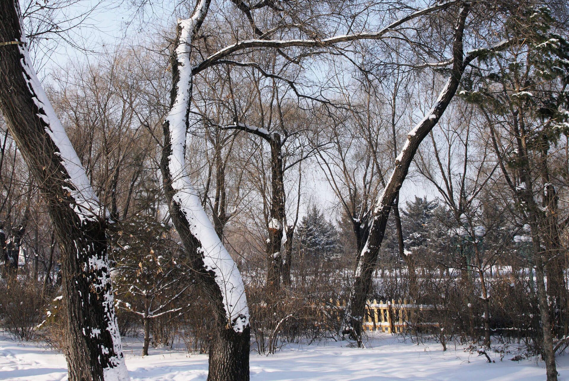 Why Winter is the Perfect Time To Prune Your Trees