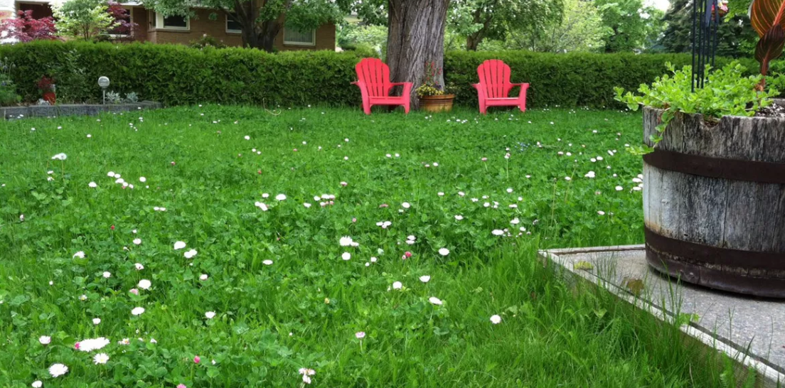 Low Mow & Bee Friendly Lawn Ideas for MN