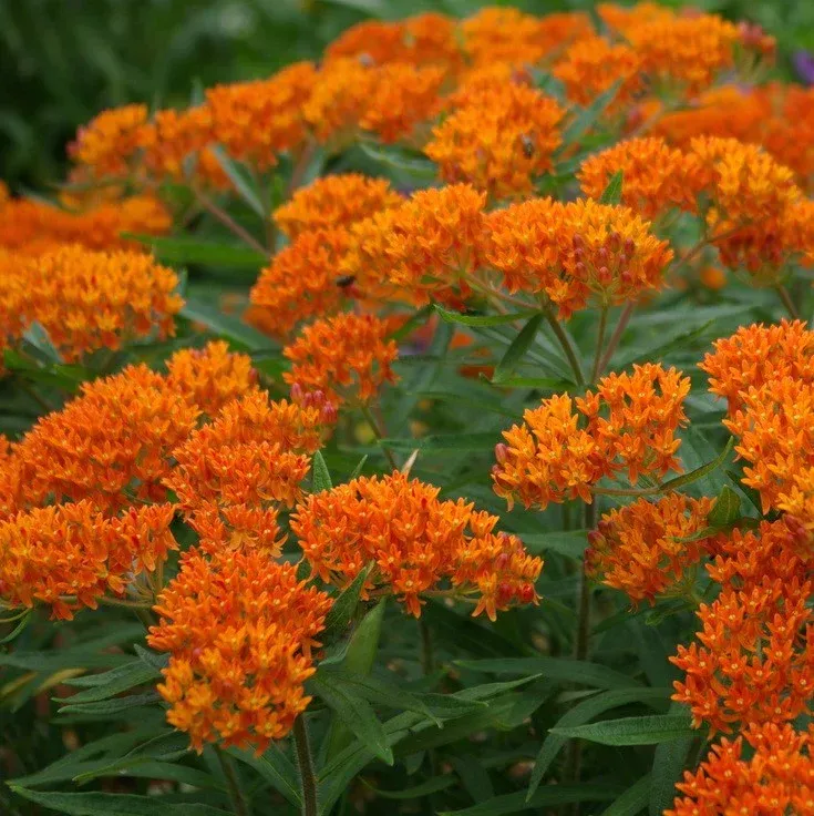 A bunch of orange flowers are growing in a garden