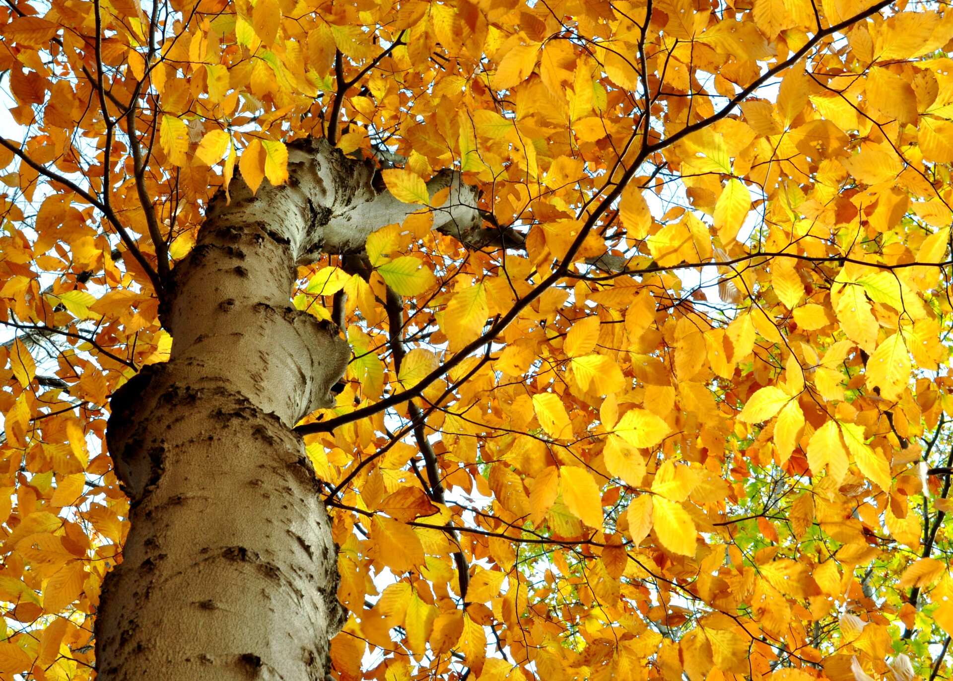 Brighten Your Yard with Colorful Fall Trees