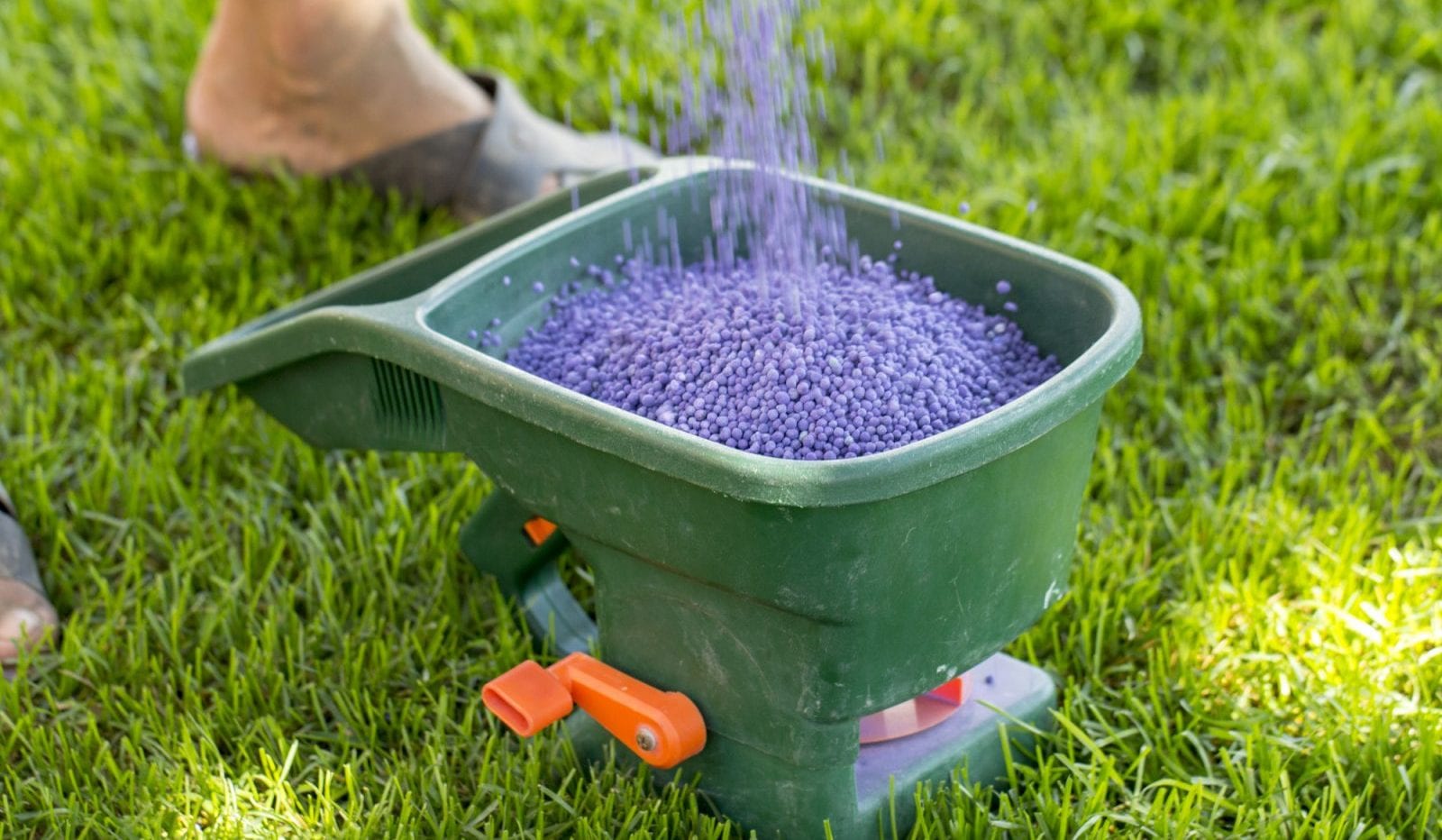 Lawn Fertilizer: What You Should Look For