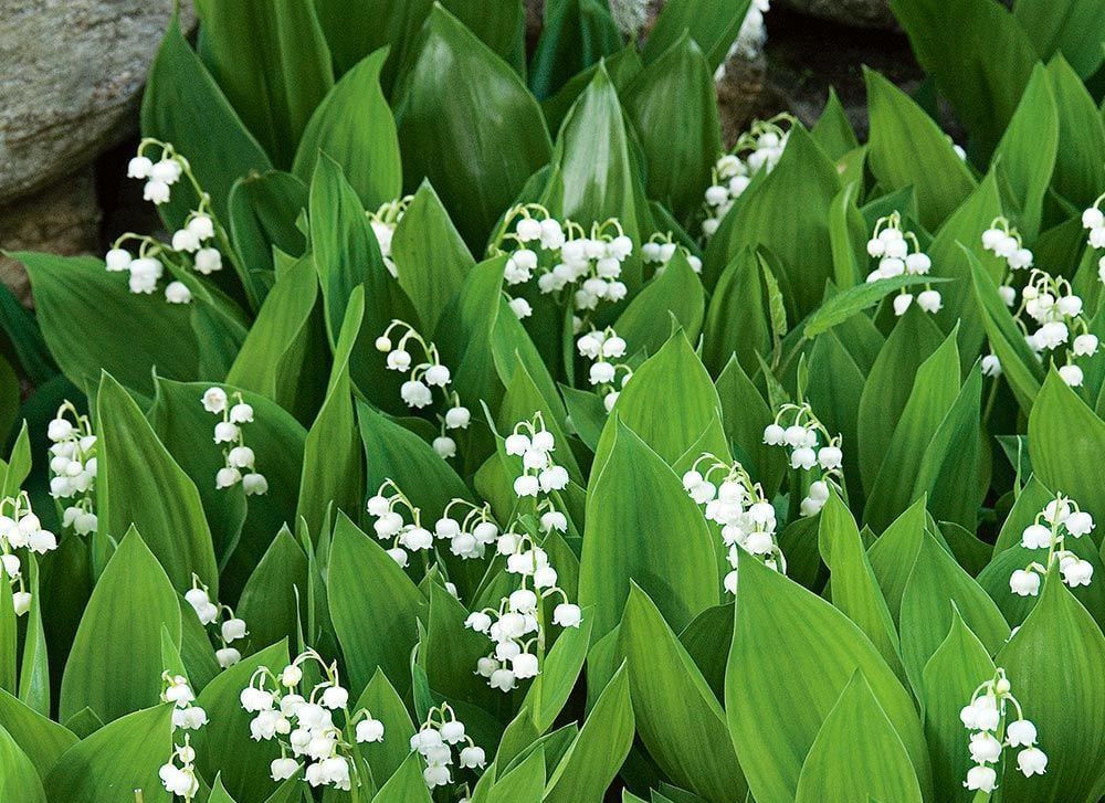 Lily of the valley
