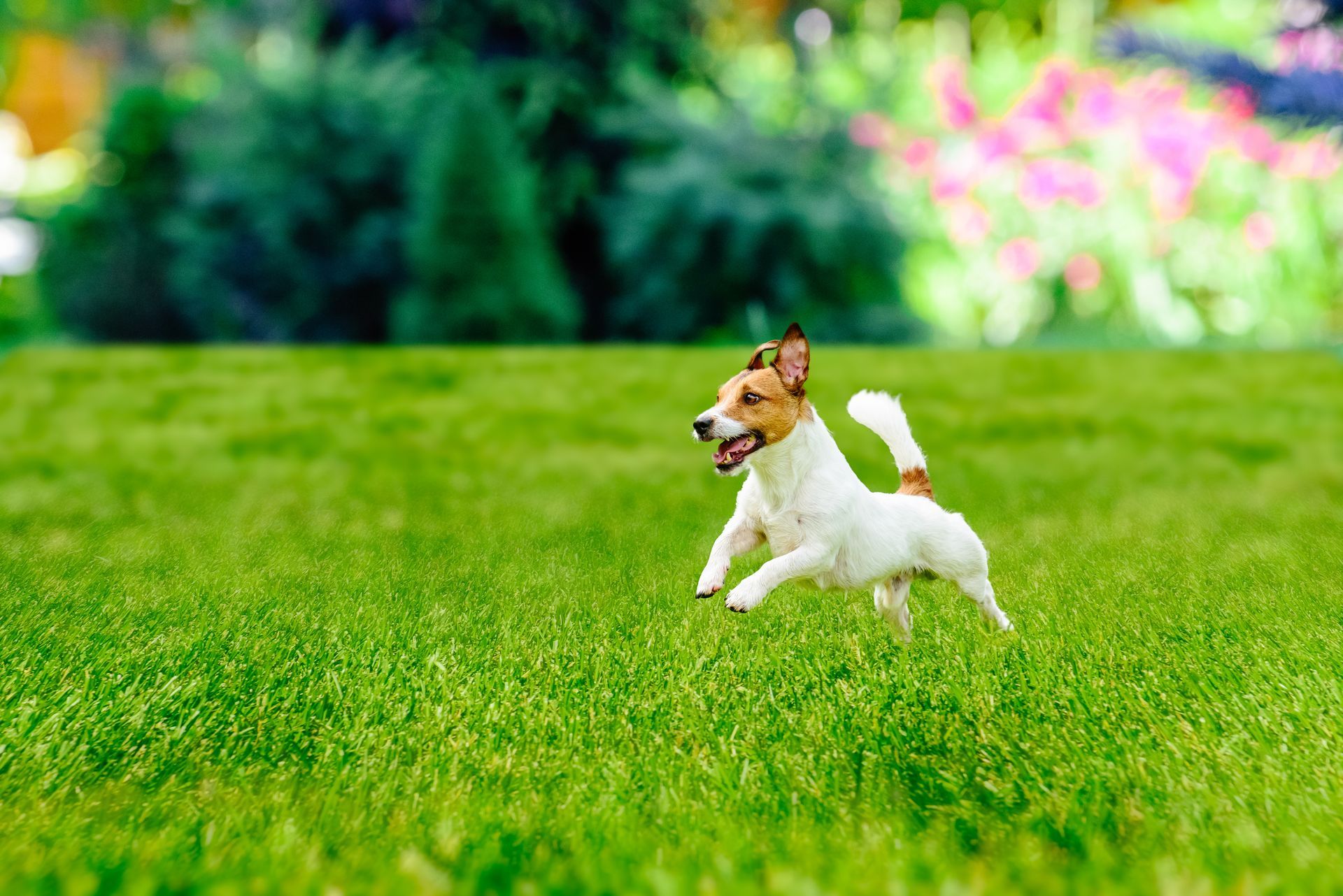The Benefits of Switching to Organic Lawn Care