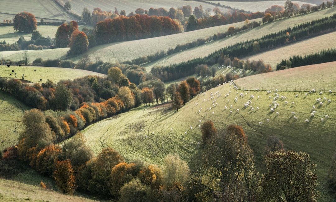 hillside landscape - hillside ground cover ideas