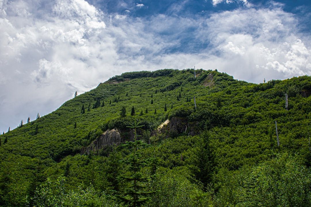 lush green slope - ground cover for steep slopes