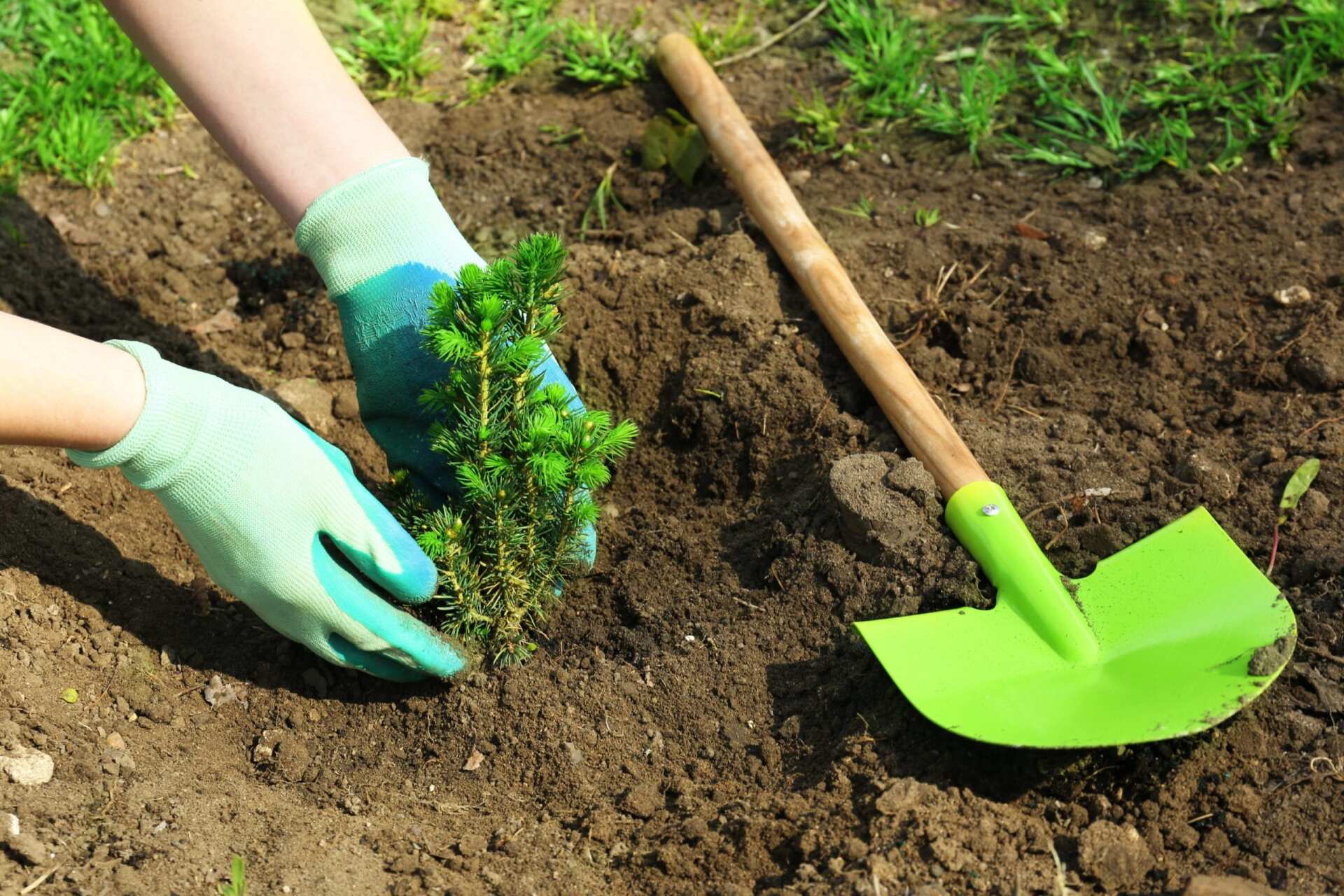 7 Tips for Planting Trees in the Spring