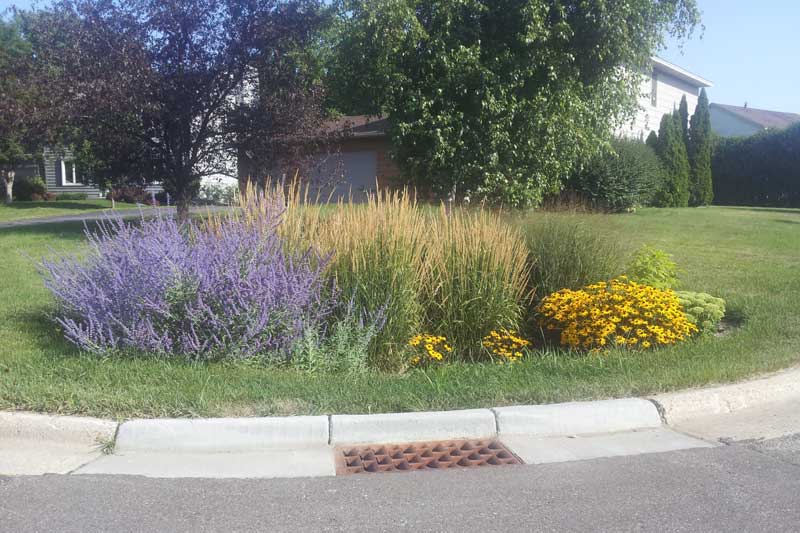 Rain Garden: Everything You Need To Know