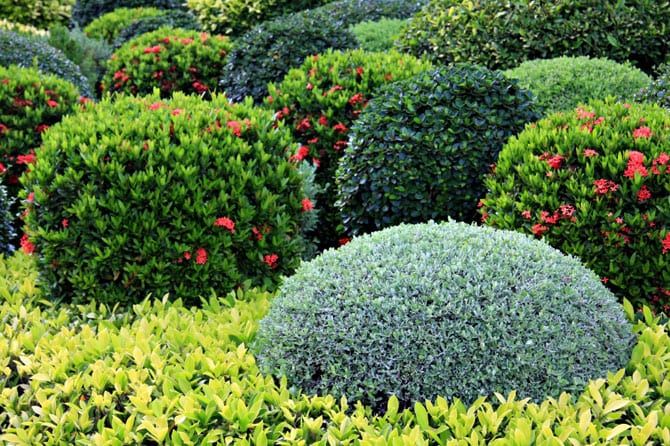 Shrubs and Trees Ideal for an Incline