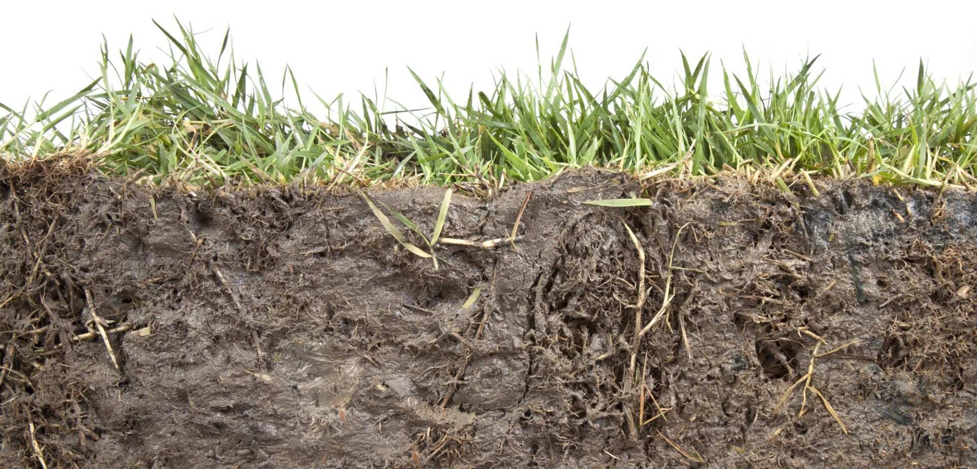 Неприятный почва. Корни сидератов. Земля с травой. Почва трава срез. Почва с травой в разрезе.