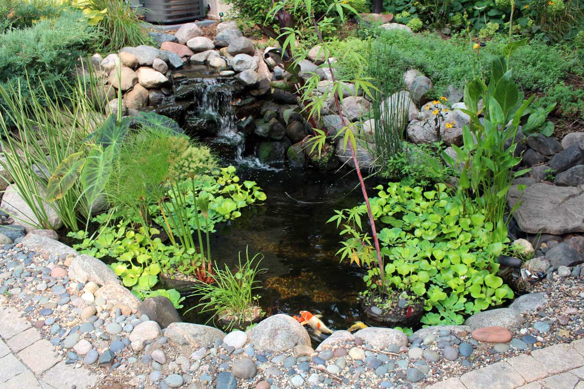 How to Bring Your Water Garden to Life with the Right Features