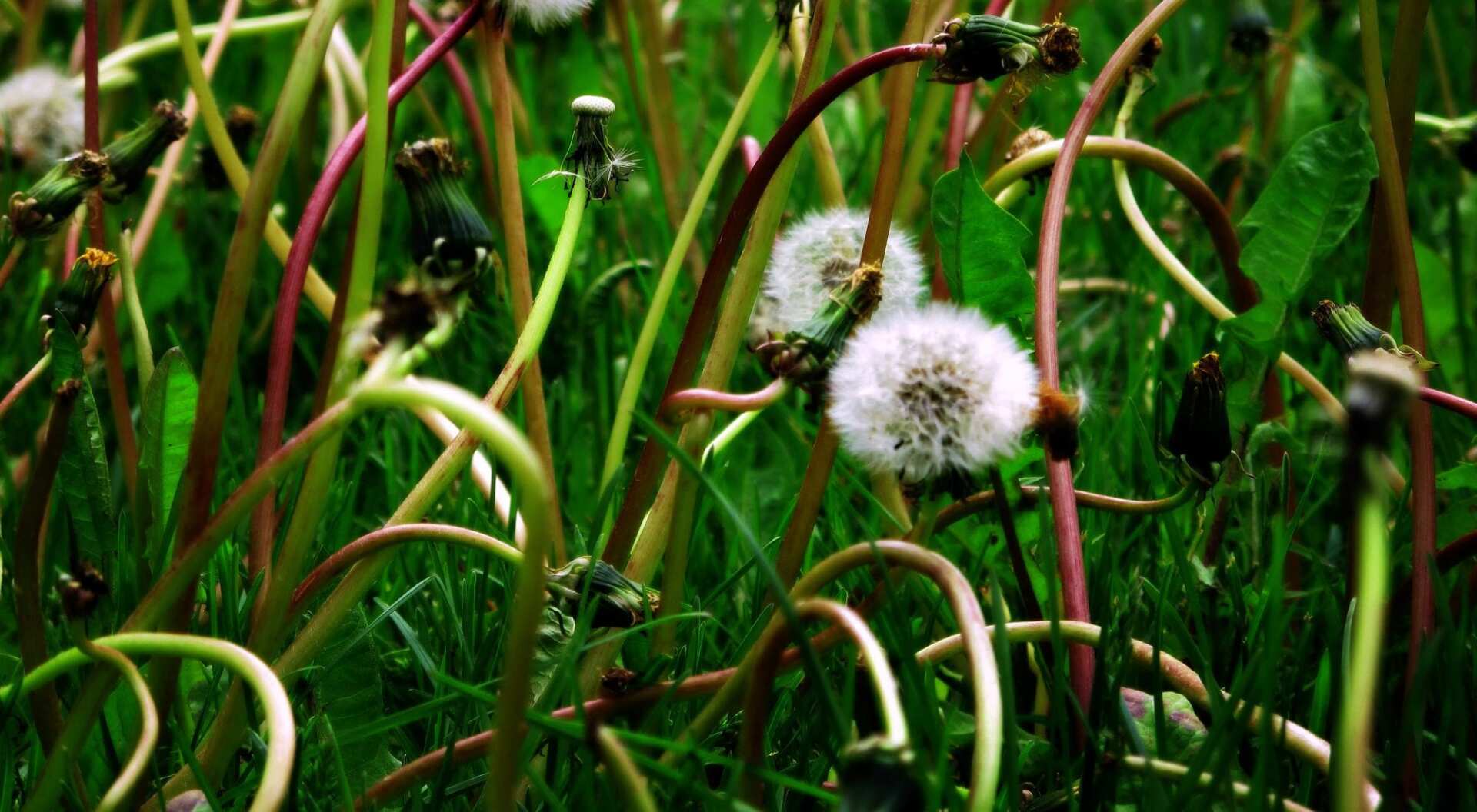 What Weeds are Killing Your Minnesota Lawn?