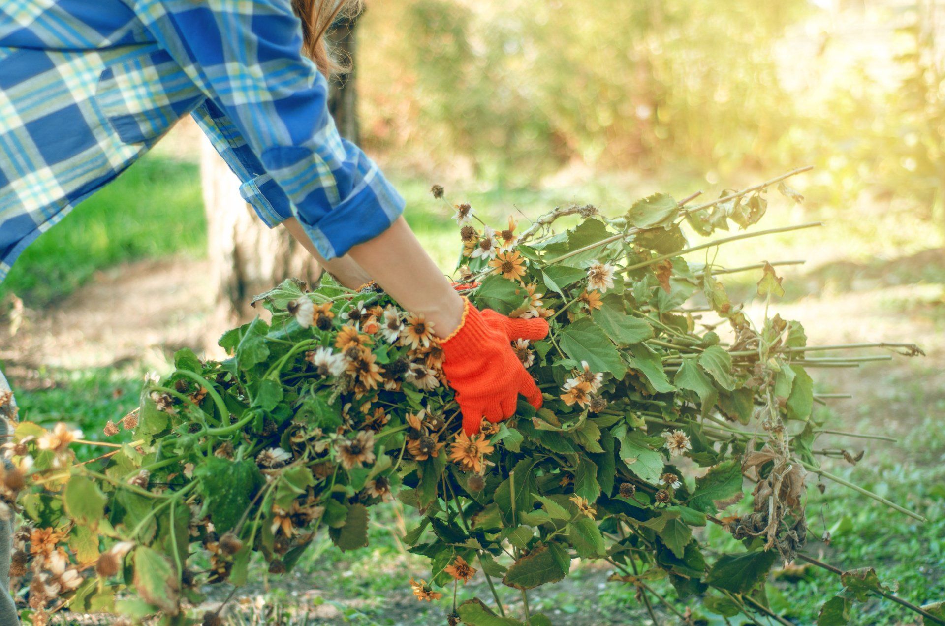Gärtnerin sammelt alte Äste Blätter in der Gartensonne