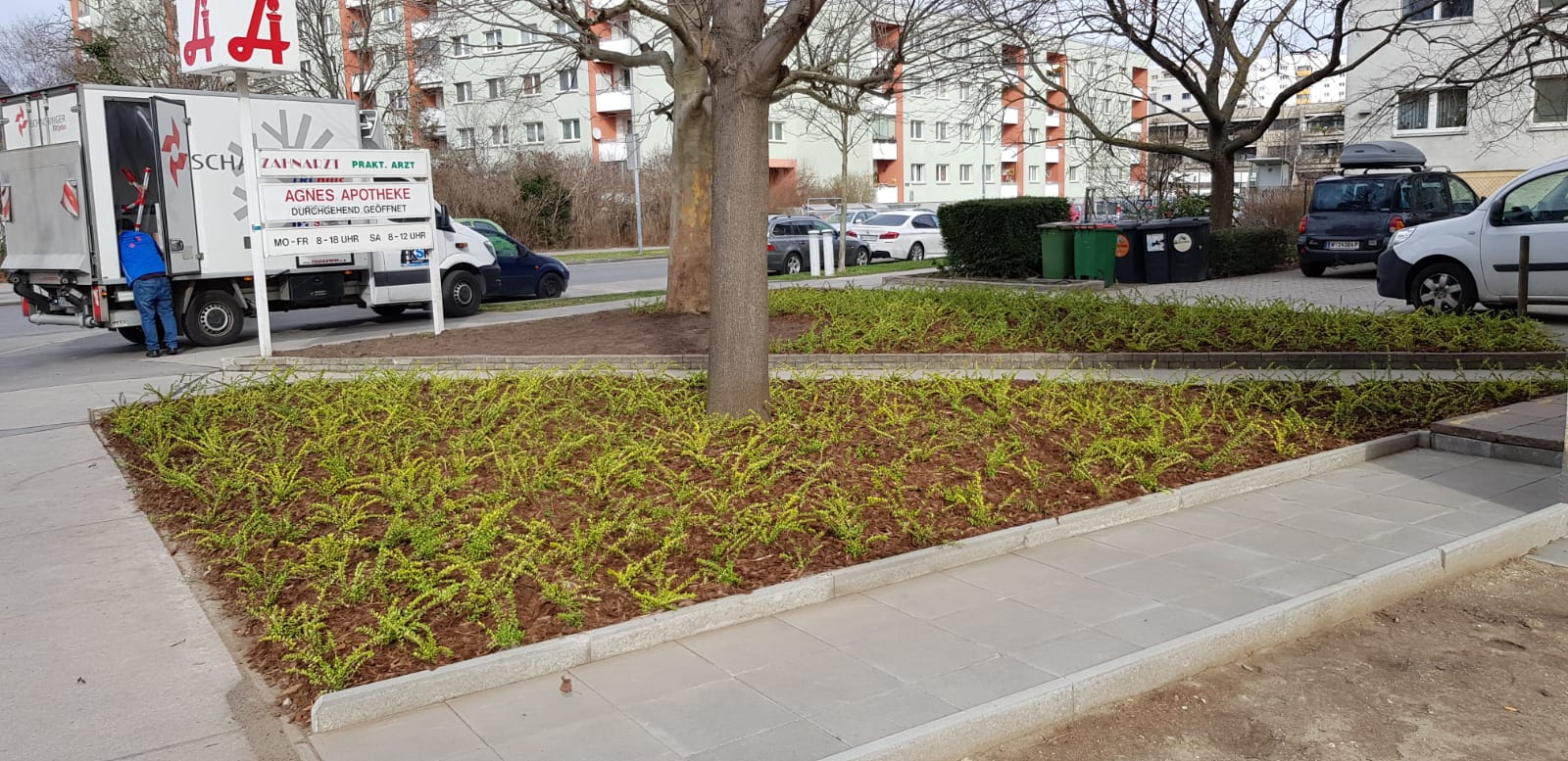 Bodendecker Pflanzen