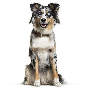 Alert Trained Dog — Shepherd Breed of the Dog in Nashville, TN