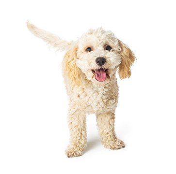 Trained Dog — Cute Happy Poodle Crossbreed Dog in Nashville, TN