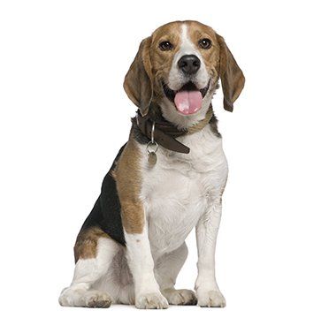 Pet Dog — Sitting Beagle in Nashville, TN