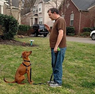 Potty Training — Man is Training His Dog to Lie Down in Nashville, TN