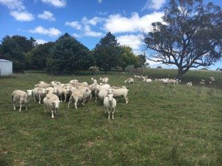 Group of lamb