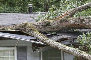 tree branch on top of roof