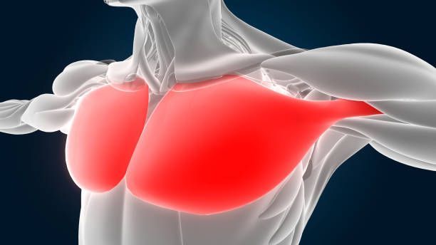 Pectoral Implants surgery in Beverly Hills