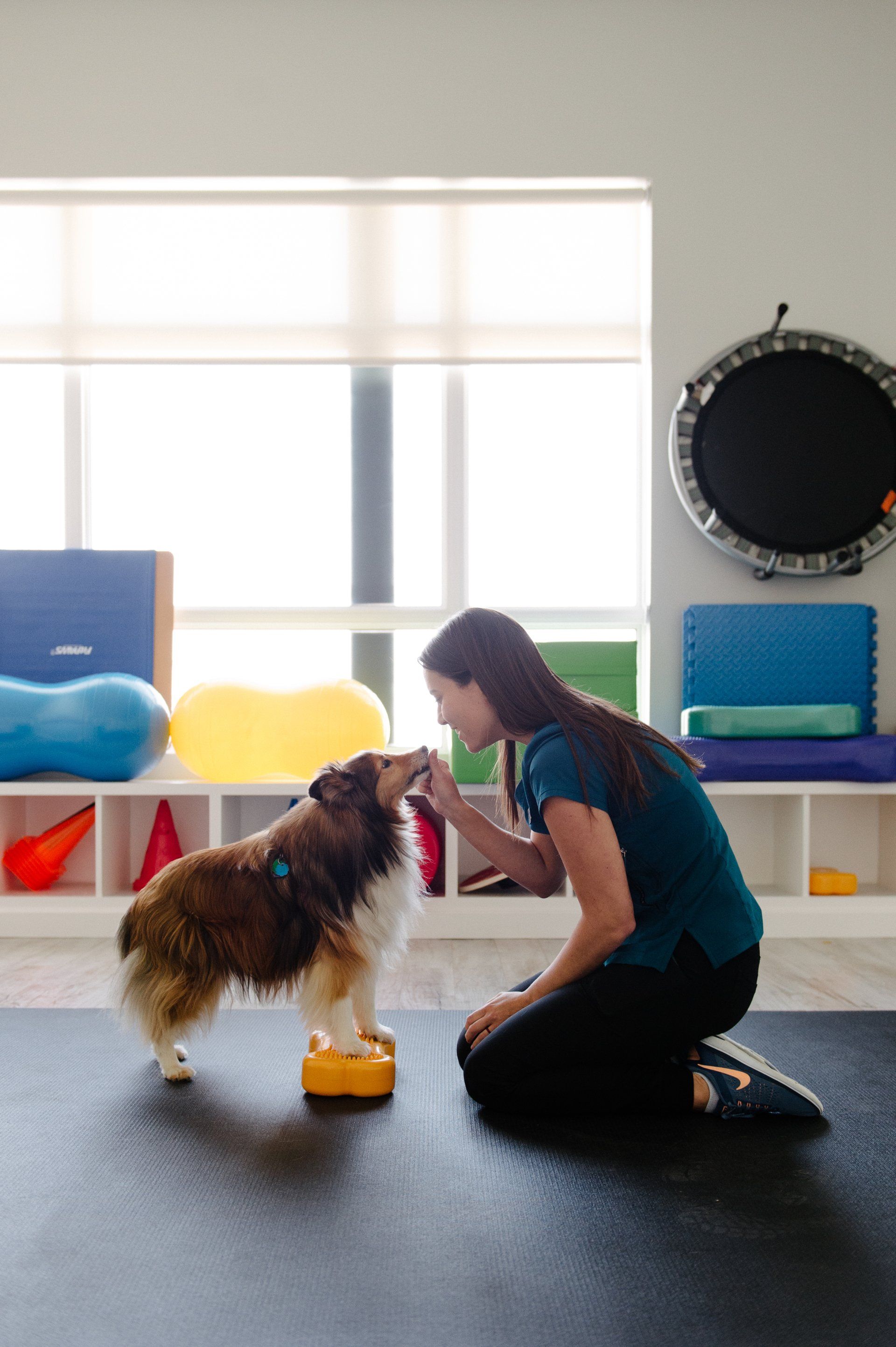 Shetland sheepdog balancing on a small yellow bone.