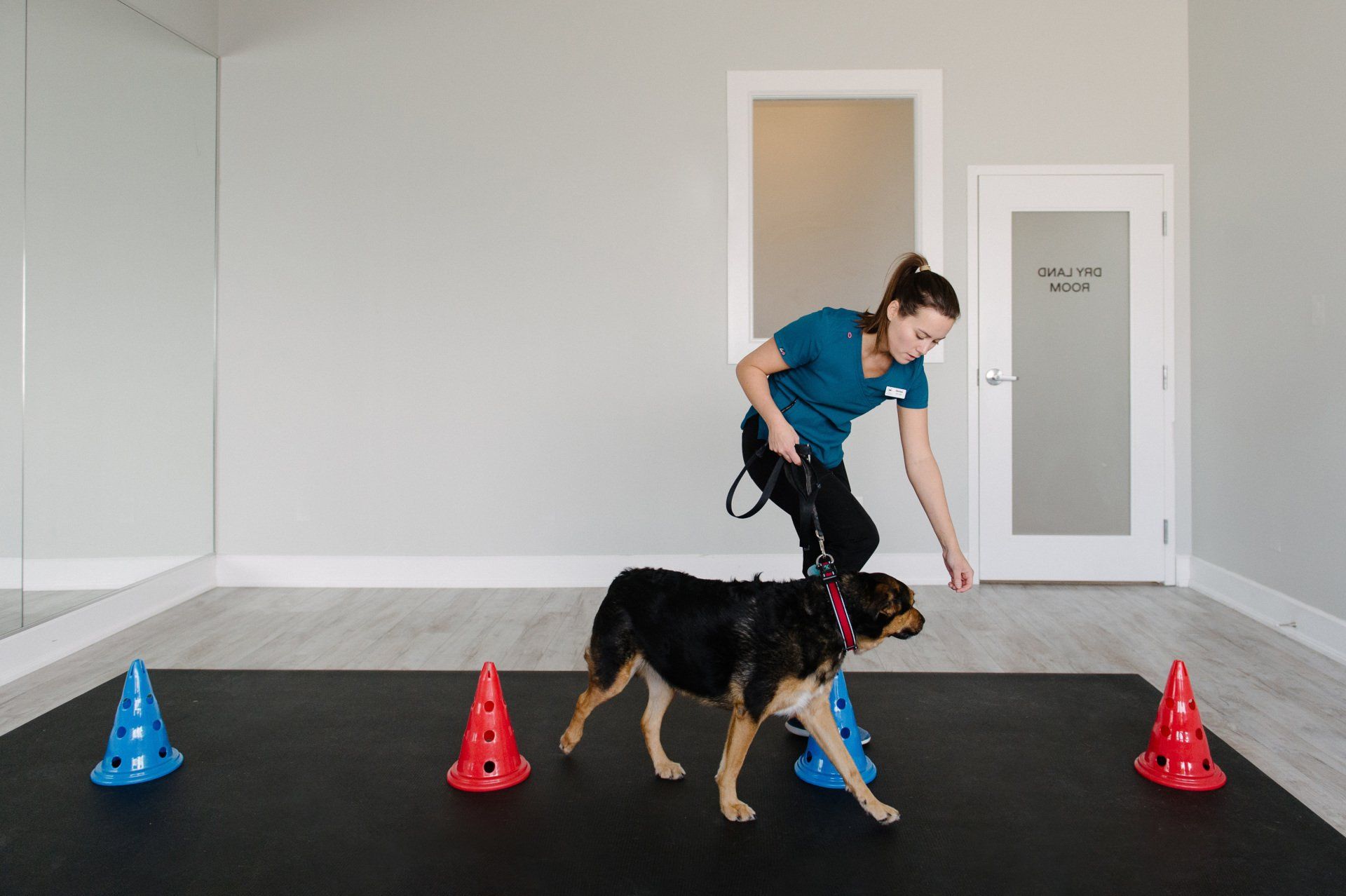 Shepherd mix doing rehabilitation exercises
