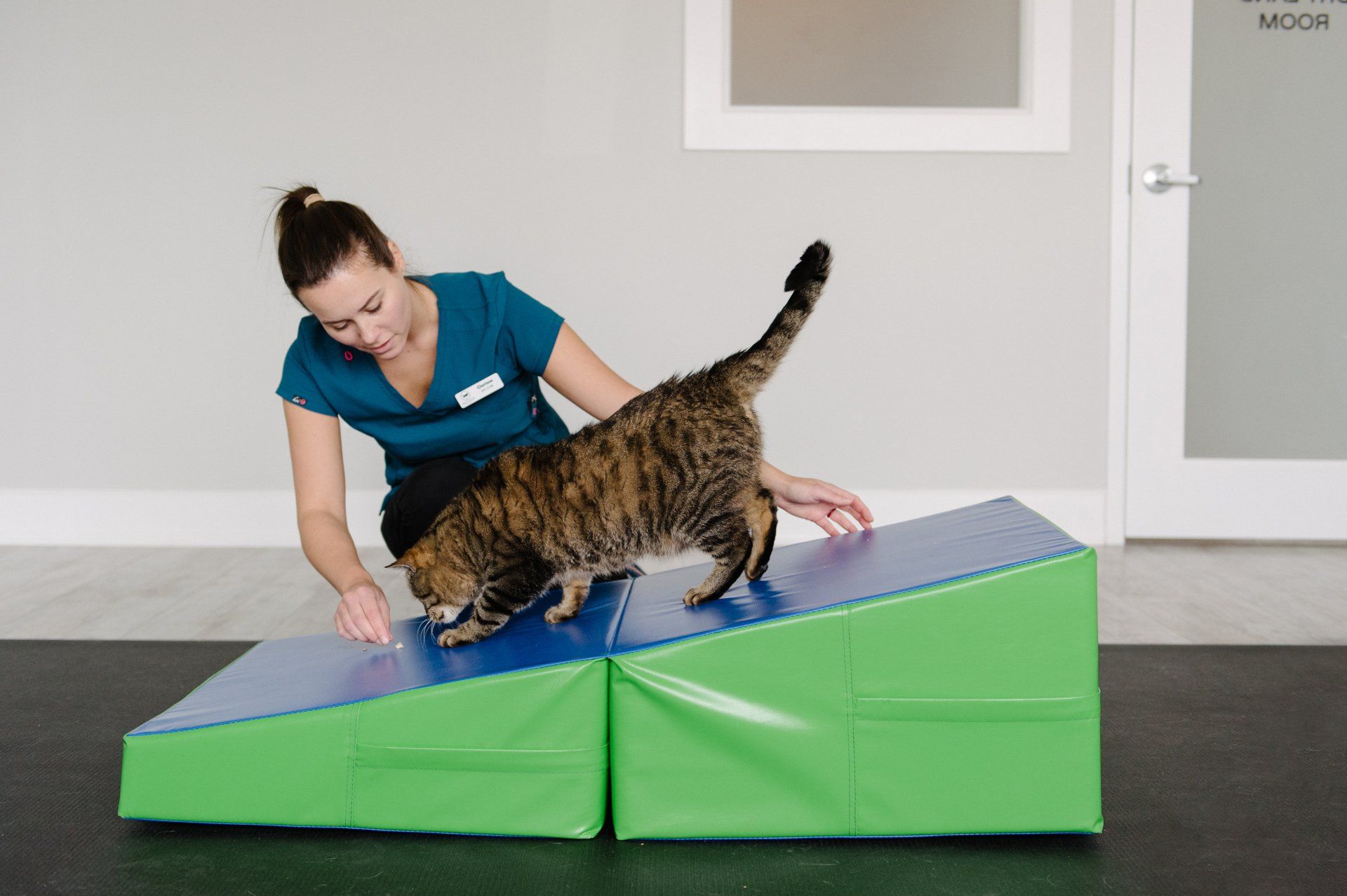 Tabby cat receiving physical therapy