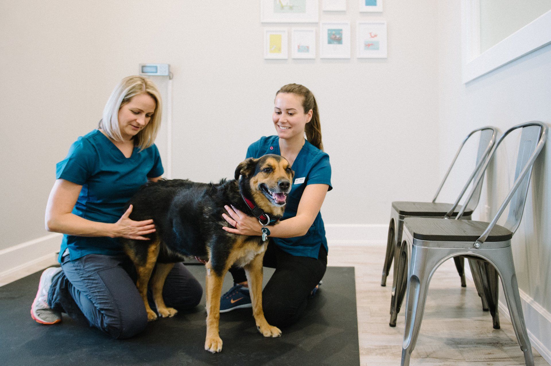 Shepherd mix being examined by a veterinarian