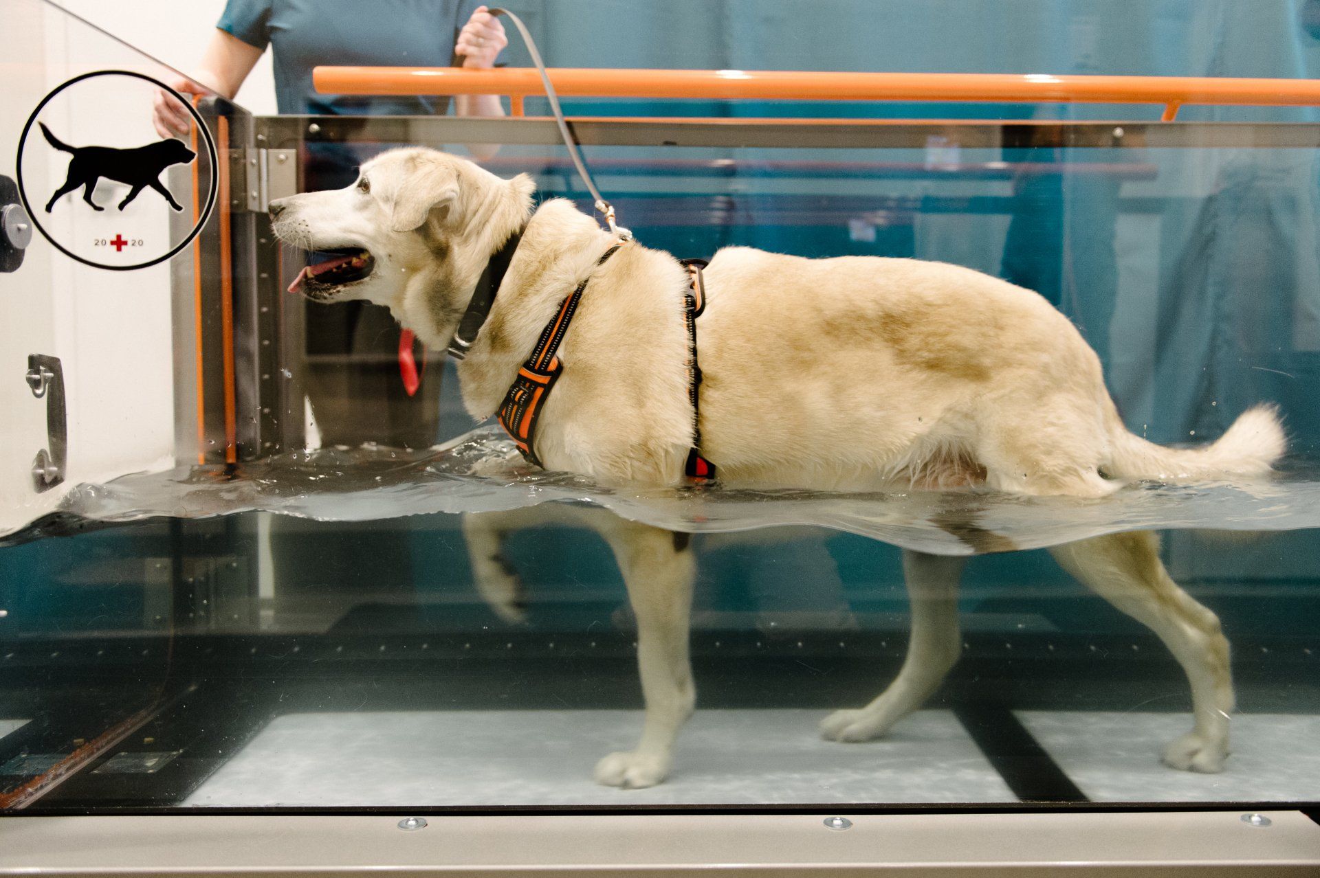 Large mixed breed dog walking in underwater treadmill