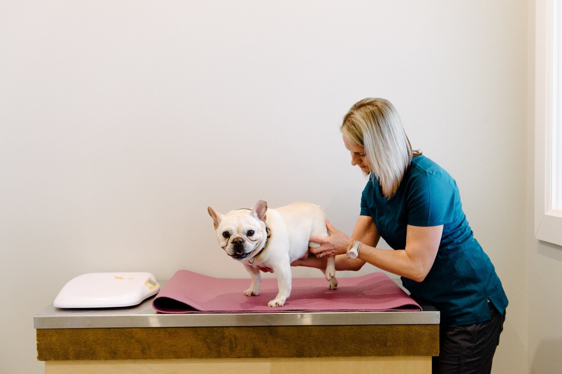 Frech Bulldog being examined by a veterinarian