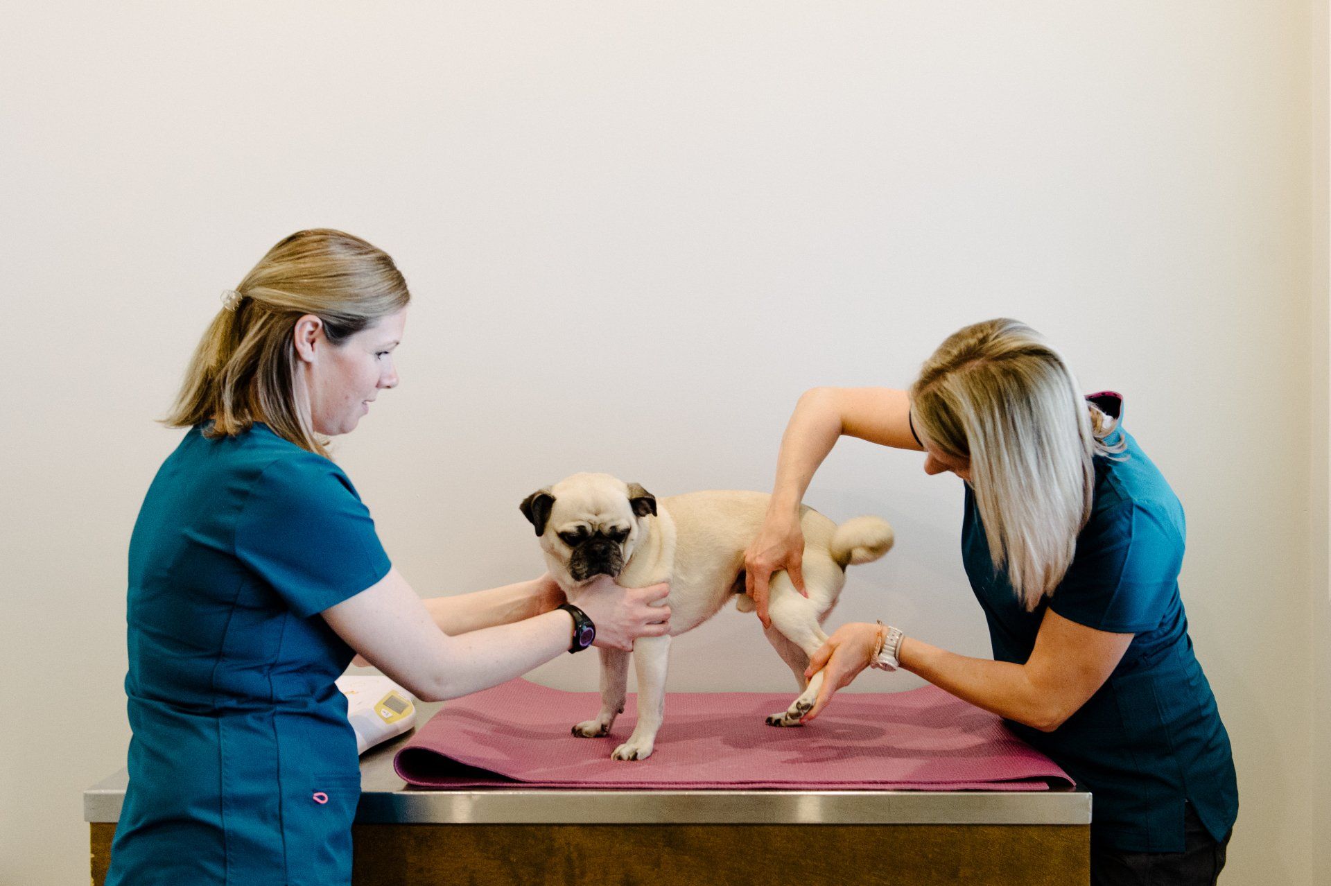 Pug having physical exam from a veterinarian