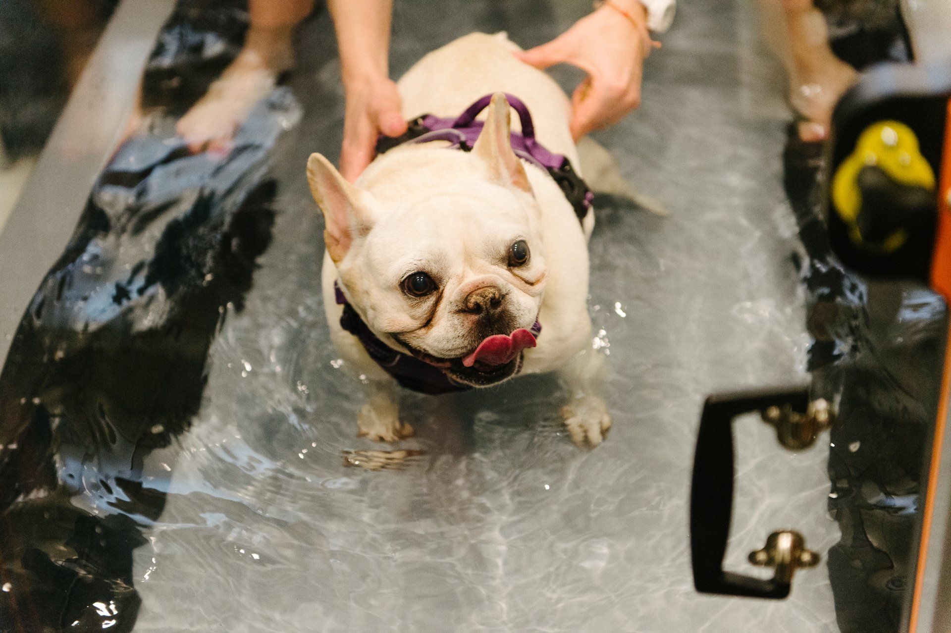 French Bulldog in underwater treadmill