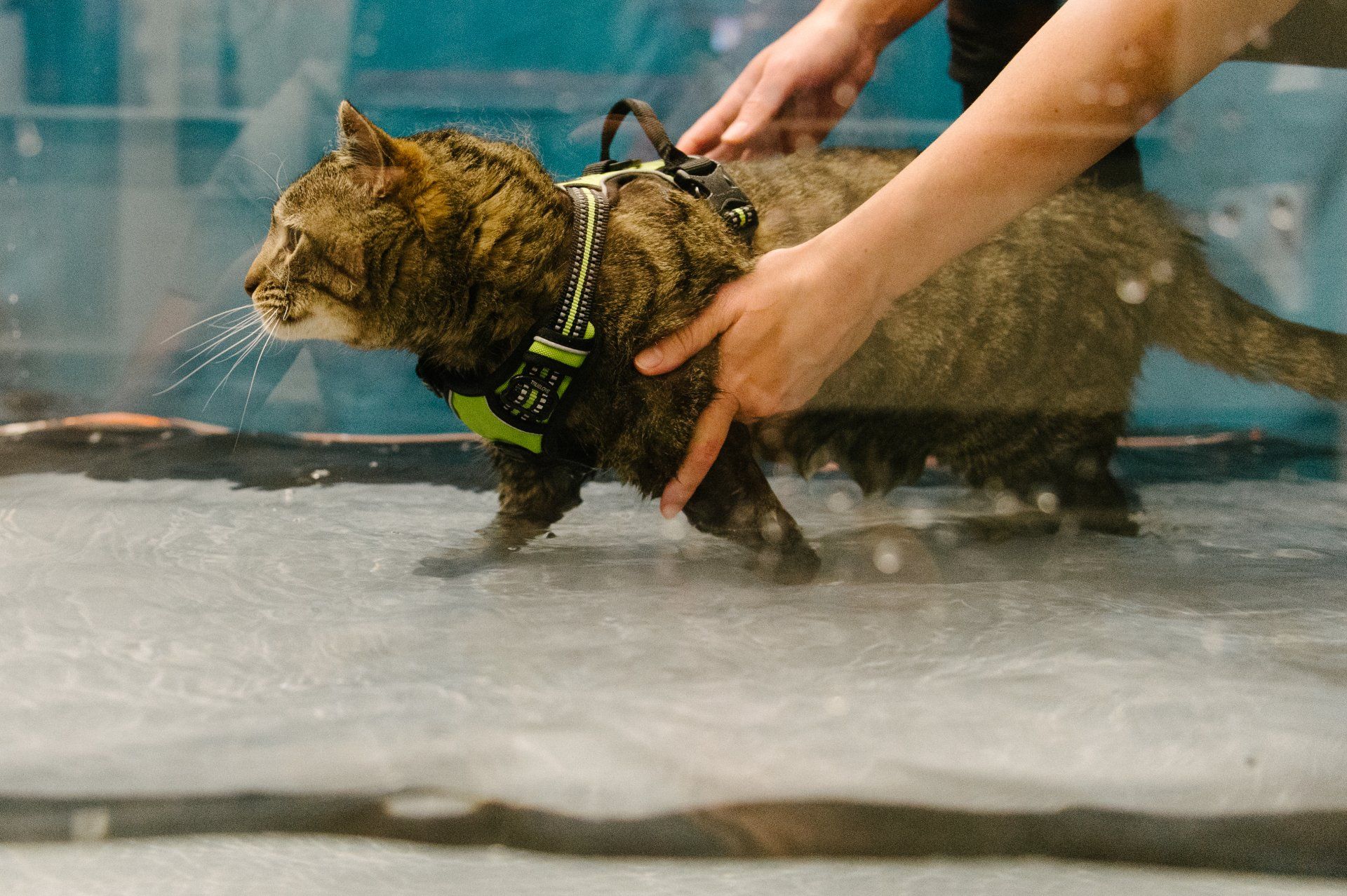 tabby cat walking in underwater treadmill